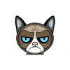 angry cat