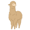 alpaca
