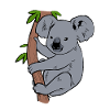 koala