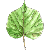 Lindenblatt