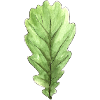 Blatt einer Eiche