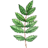 Leaf of an ash