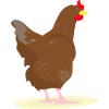 CHICKEN - HAHN - EGGS