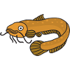 European river catfish. Waller fish