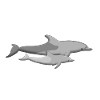 Dolphin baby