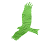 Greifvogel