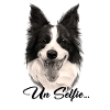 Border Collie chien