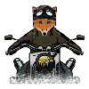 Fuchs der Motorradfahrer