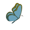 Butterfly blue butterfly