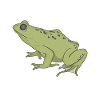 frog