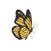 Butterfly Yellow butterfly