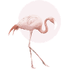 Flamingo pink