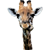 funny giraffe chewing
