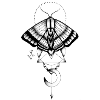 moth