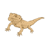 bearded dragon