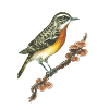 Braunkehlchen / Vogel / Pilze