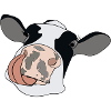 Cow with tongue