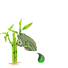 Schleimscheissende Bambuskröte | grenouille