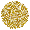 Sunflower Seed, Fibonacci spiral, Golden Ratio