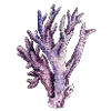 coral
