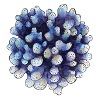 coral