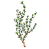 thyme