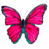 Pinker Schmetterling