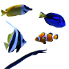 Marine fish