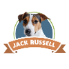 Jack Russel, chien, idée cadeau