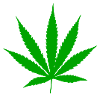 Cannabis Leaf Plant