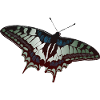 Butterfly butterfly butterflies