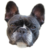 LIMITED * French Bulldog *