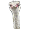 Strauß