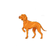 Vizsla Diamond