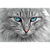 Katze