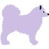 Samojede