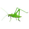 Insekt cricket mantis græshoppe høhest