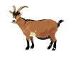 goat
