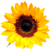 Sunflower / Sun Flower