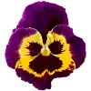 Pansy / viola