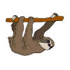 sloth