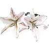 Lily / Lilium / Lily