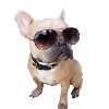french bulldog chien