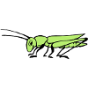 Grasshopper