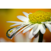 Waterdrop