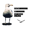 Die Lebensphilosophie der Möwe