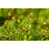 Waterdrop