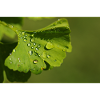 Wassertropfen