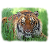 Tiger im Gras
