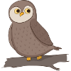 owl